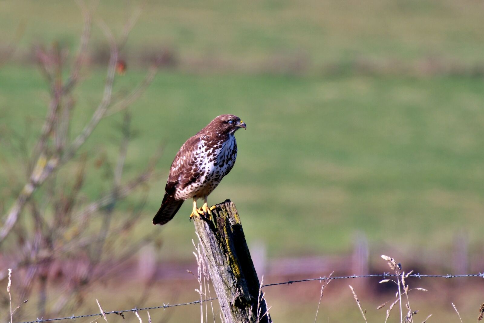Nikon D500 sample photo. Common buzzard, nictating, eye photography