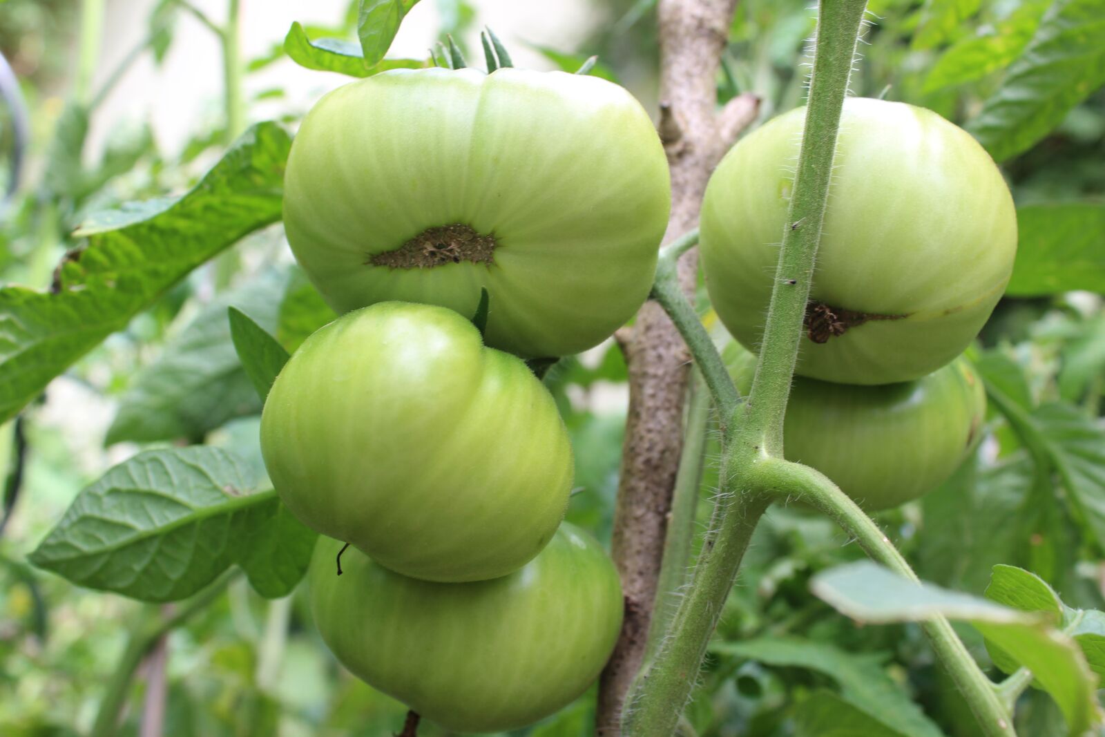 Canon EOS 1300D (EOS Rebel T6 / EOS Kiss X80) sample photo. Fried green tomatoes, tomatoes photography