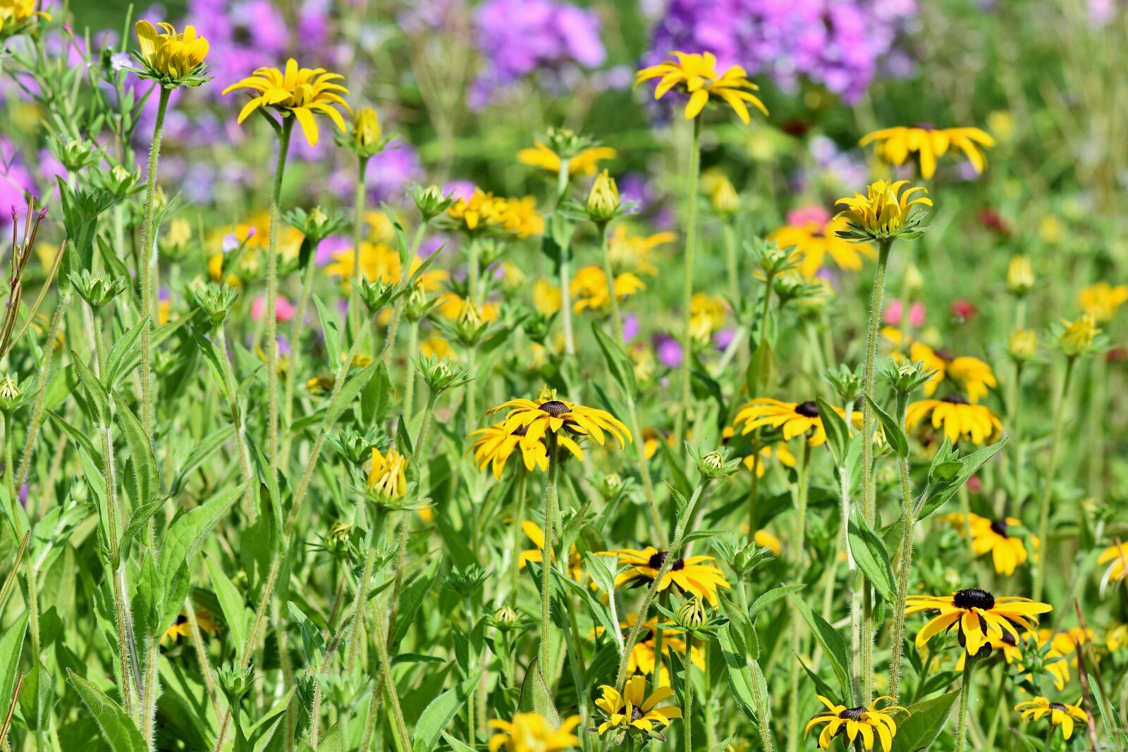 Nikon D7200 sample photo. Flower meadow, flowers, wildflowers photography