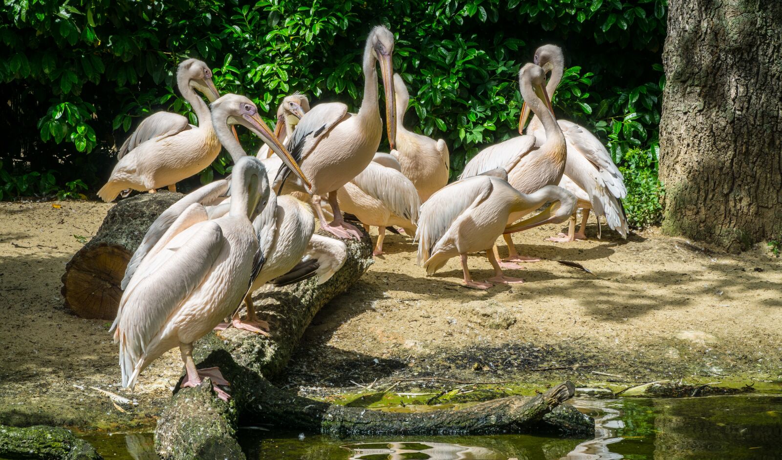 Sony a6000 + Sony E PZ 18-105mm F4 G OSS sample photo. Pelikan, zoo, birds photography