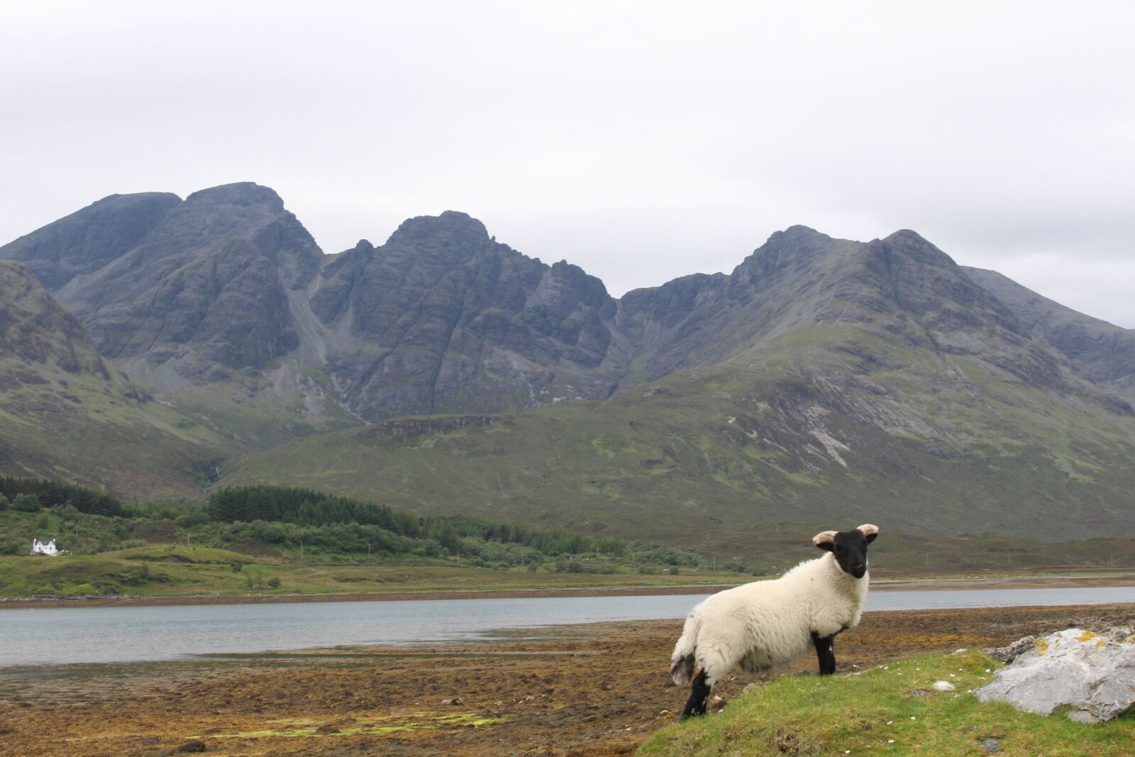 Canon EOS 700D (EOS Rebel T5i / EOS Kiss X7i) sample photo. Scotland, skye, sheep photography