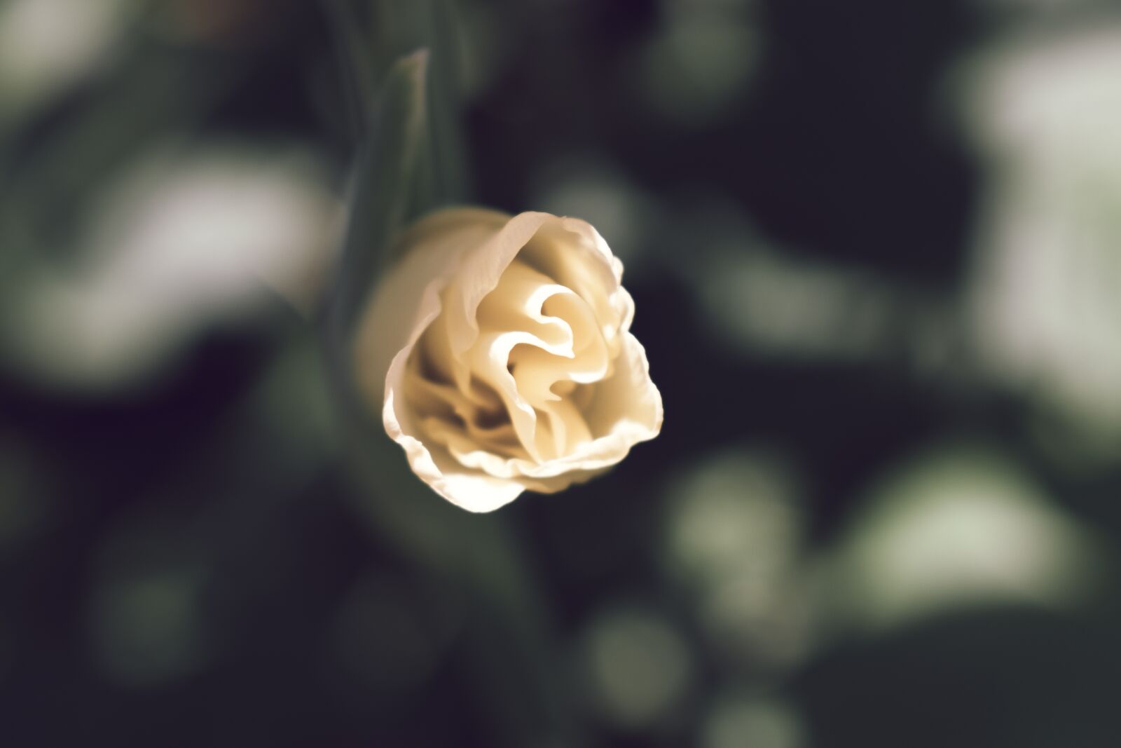 Nikon D5600 sample photo. Gladiolus, macro, yellow photography