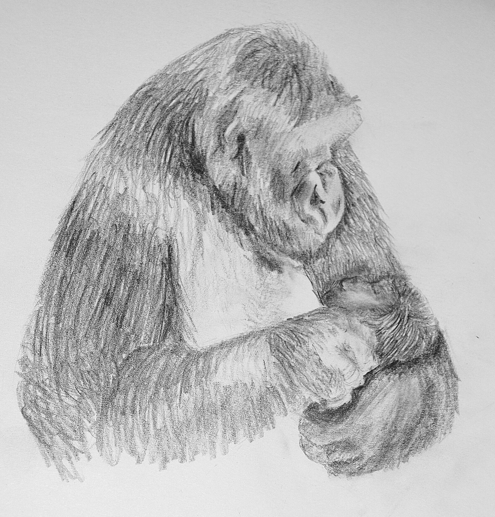 Nikon D80 sample photo. Drawing, gorilla, gorilla mother photography