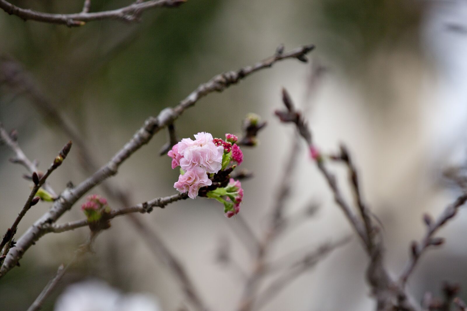 Canon EOS 500D (EOS Rebel T1i / EOS Kiss X3) sample photo. Cherry blossoms, chrysanthemum cherry photography