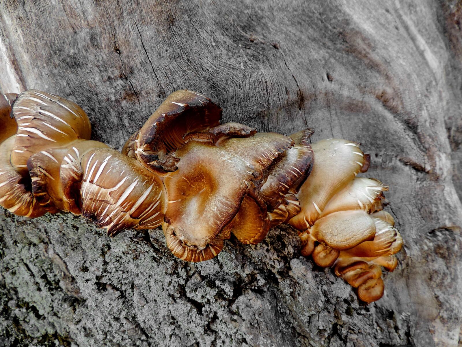 Nikon Coolpix P520 sample photo. Mushrooms, nature, wood, invertebrate photography