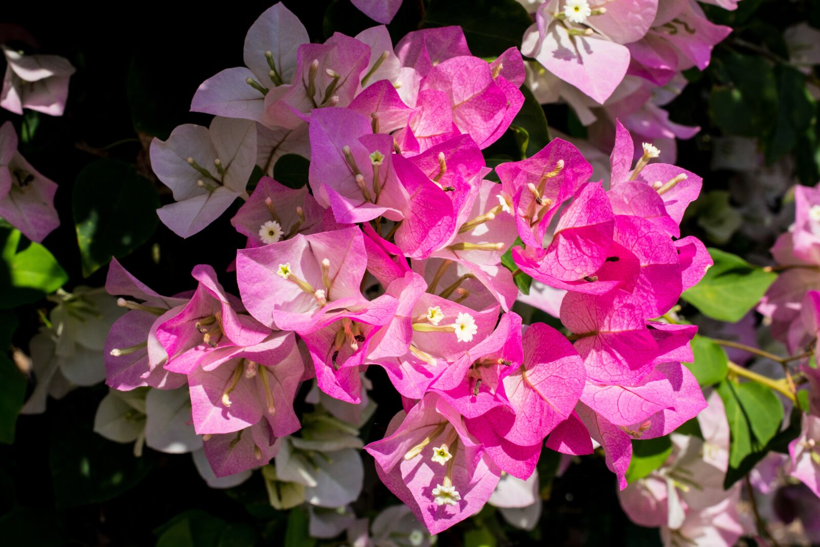 Nikon D5200 sample photo. Blossom, bloom, flower photography