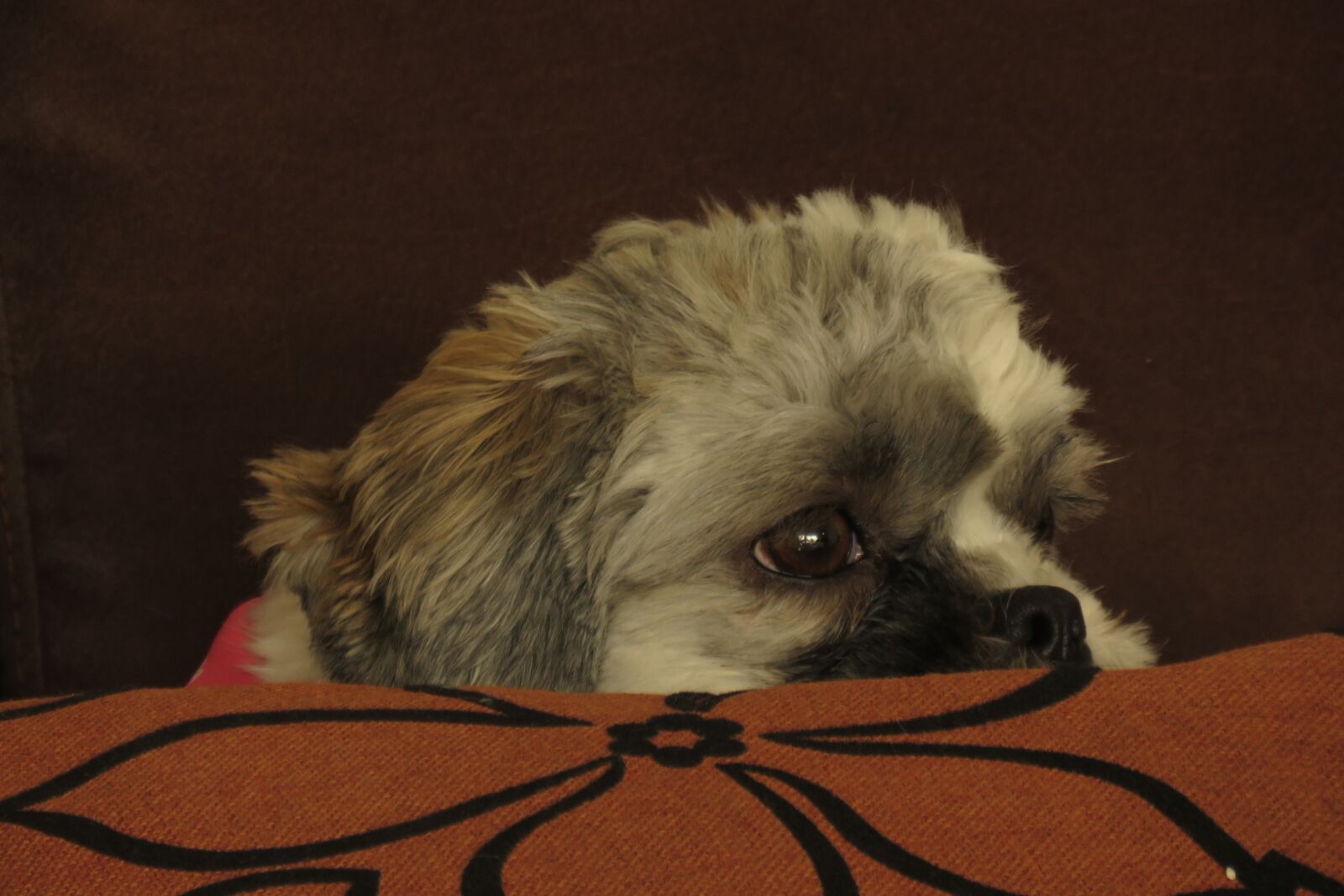 Canon PowerShot SX60 HS sample photo. Veterinary, animal, dog photography