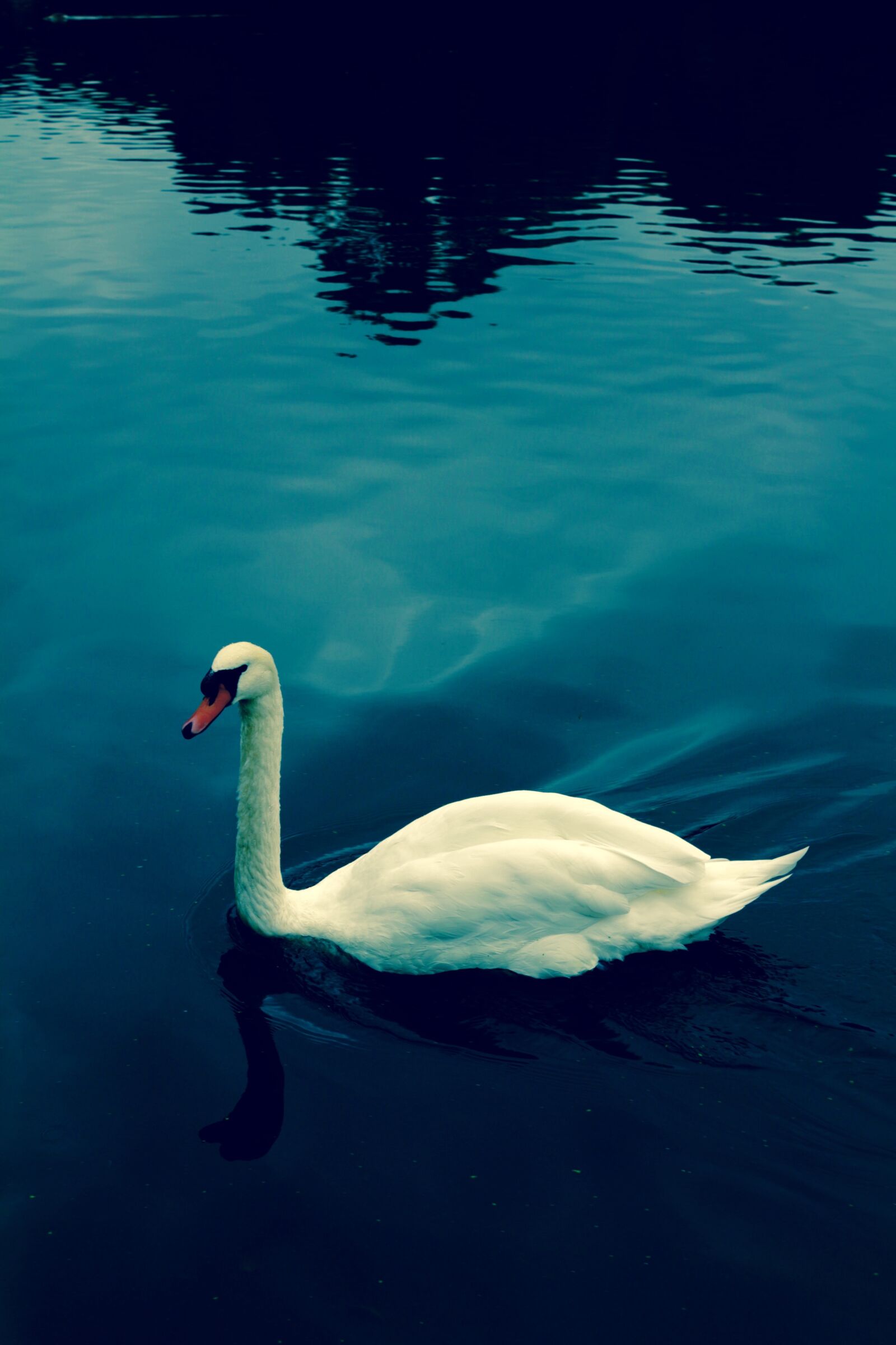 Canon EOS 100D (EOS Rebel SL1 / EOS Kiss X7) sample photo. Swan, water, blue photography