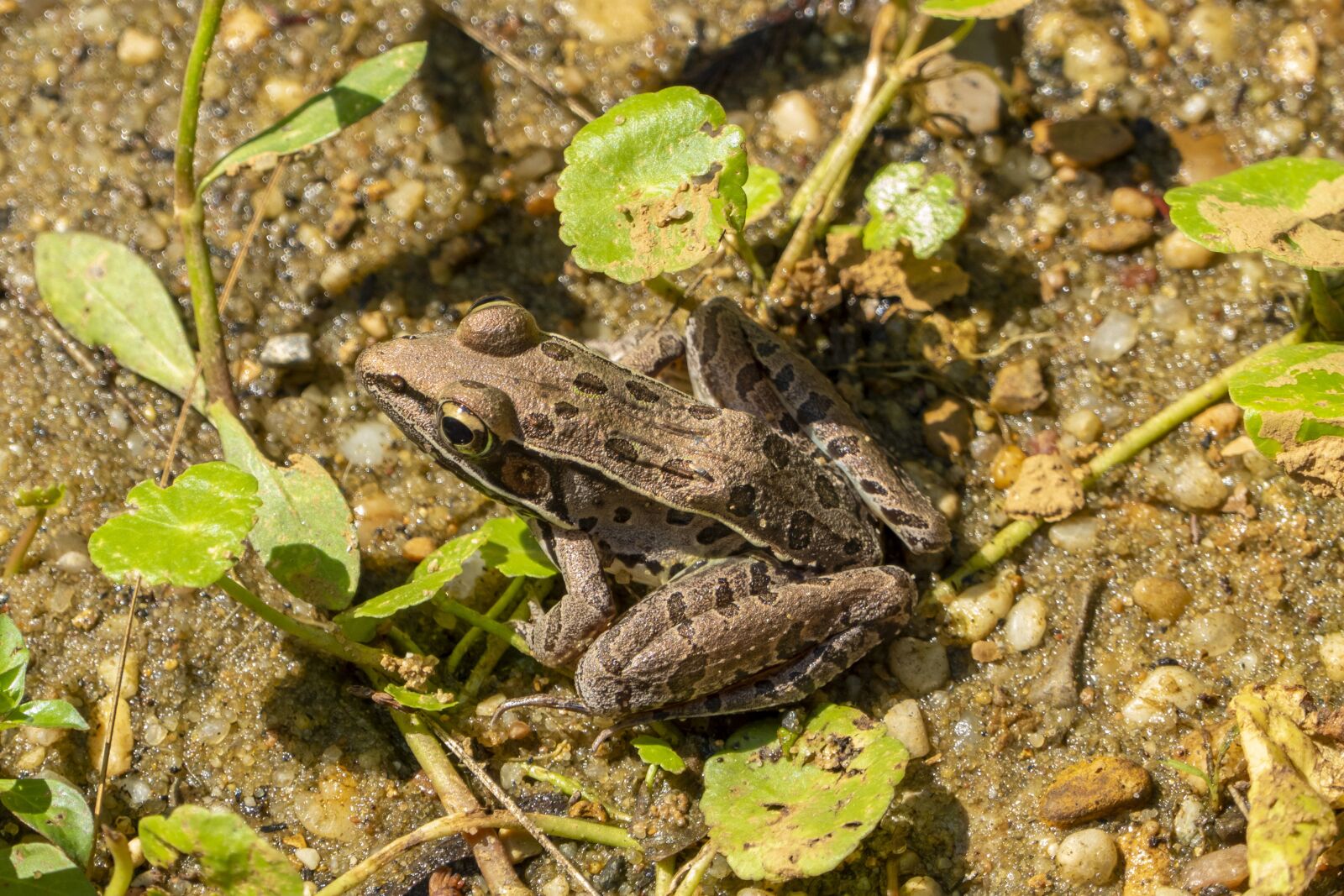 Panasonic Lumix DMC-FZ1000 sample photo. Frog, leopard, amphibian photography