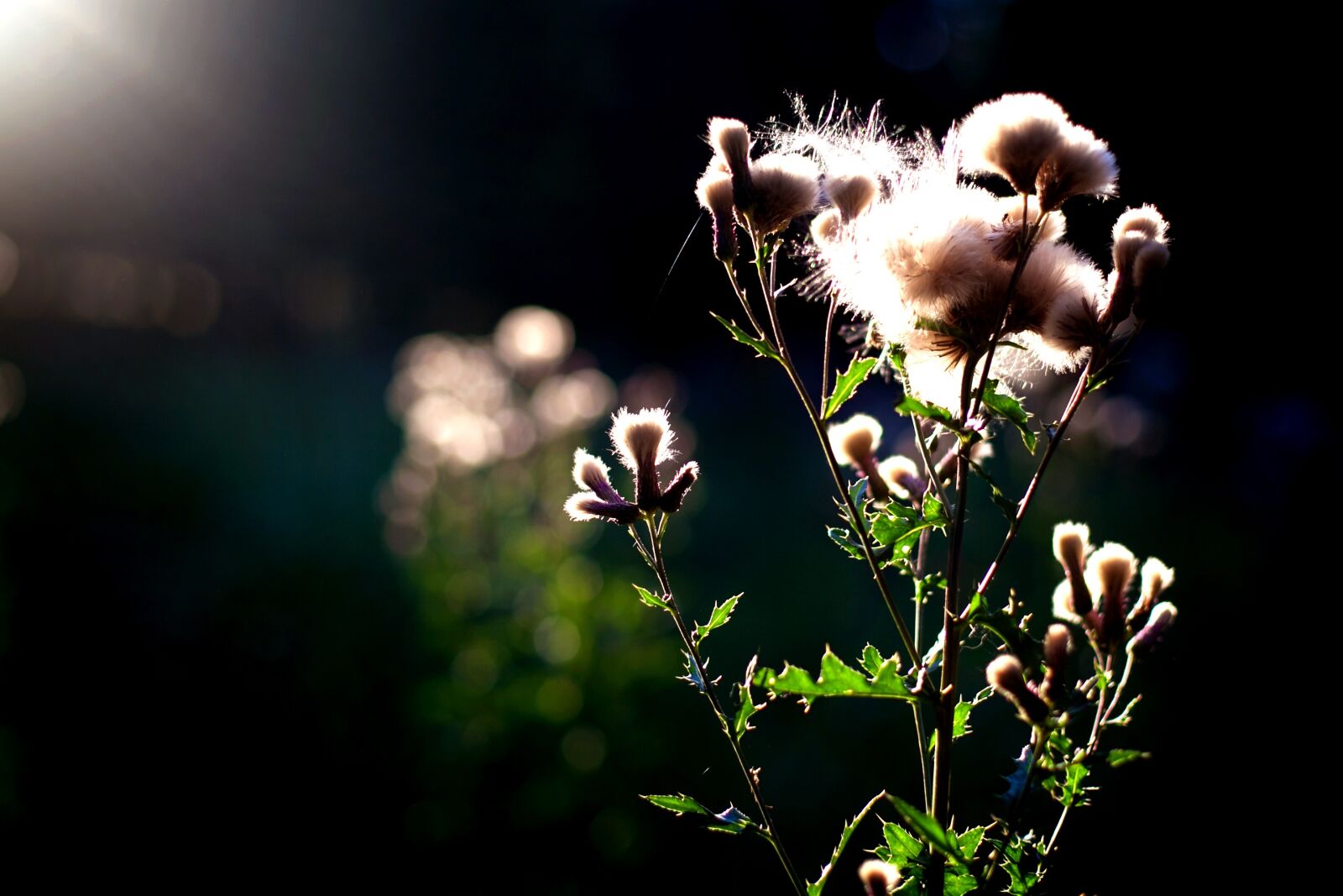 Canon EOS 5D Mark II sample photo. Grass, grasses, plant photography