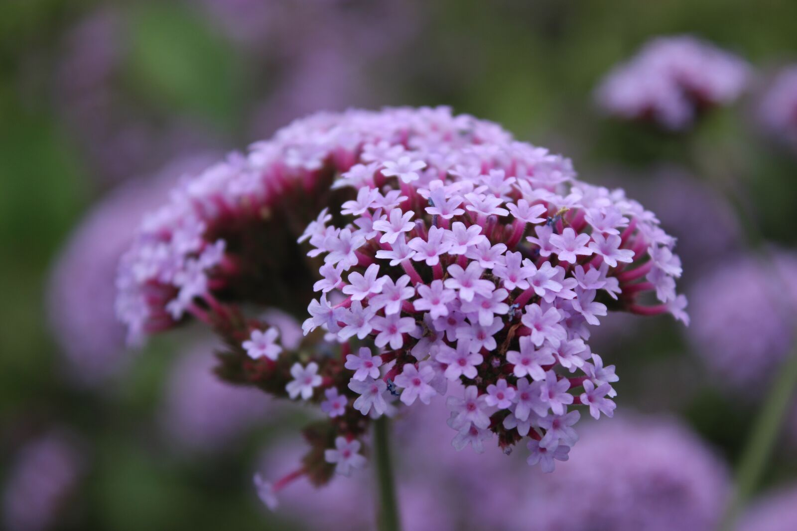Canon EOS 600D (Rebel EOS T3i / EOS Kiss X5) sample photo. Lavender, plant, close-range photogrammetry photography