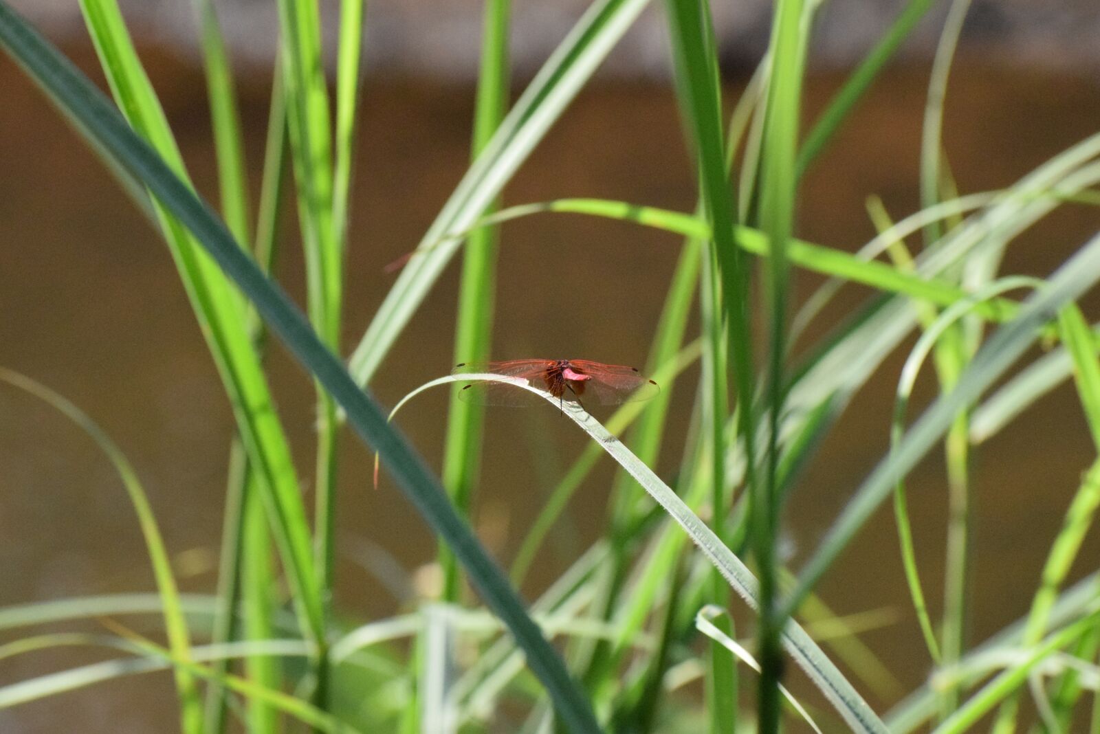 Nikon D3300 sample photo. Nature, firefly, butterfly photography