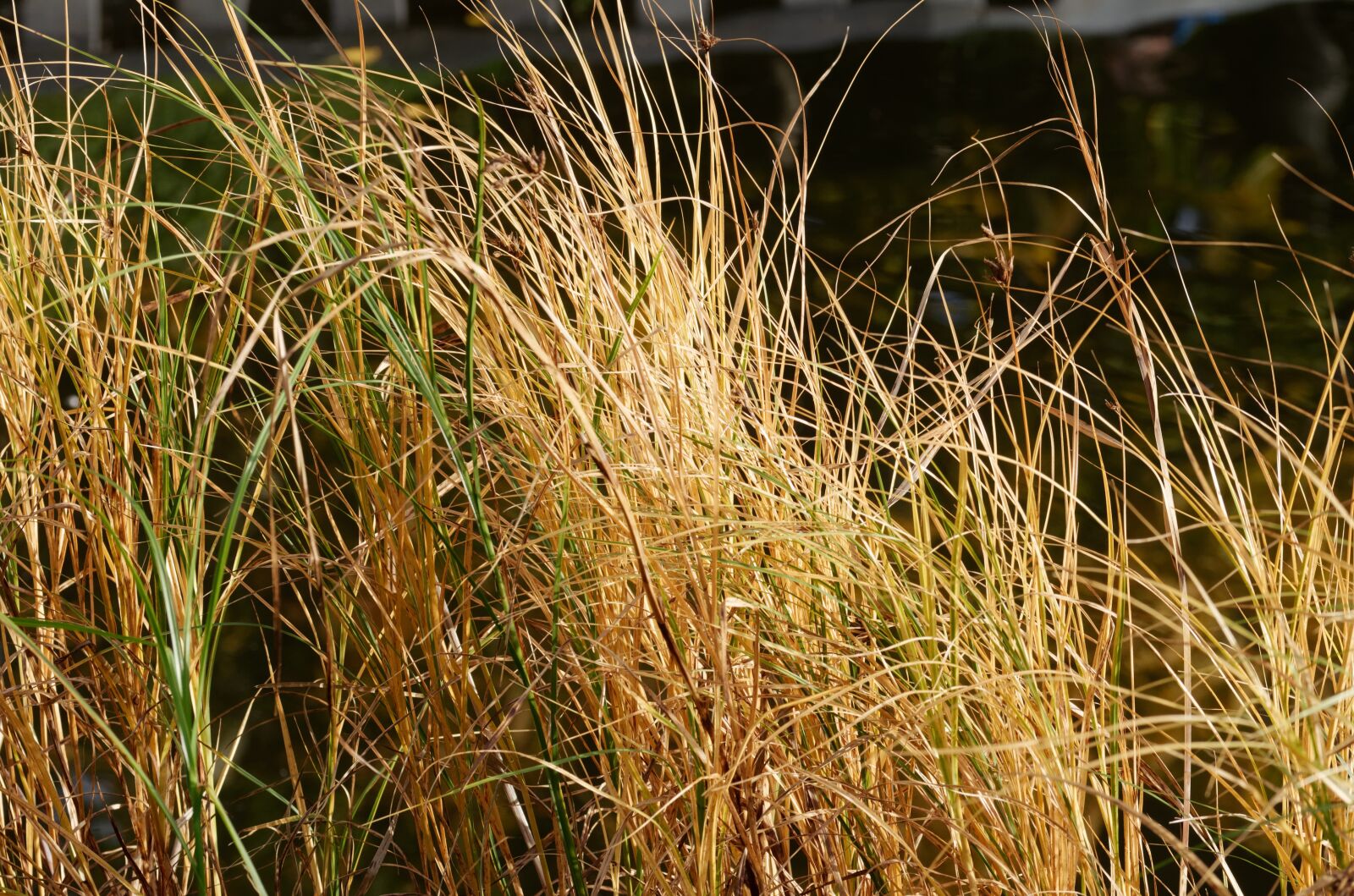 Nikon D5100 sample photo. Vegetation, aqua, plants photography