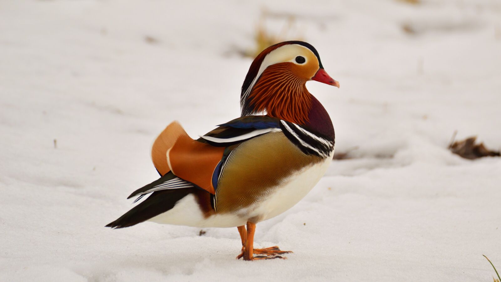 Nikon D3200 sample photo. Mandarin, tom, snow photography