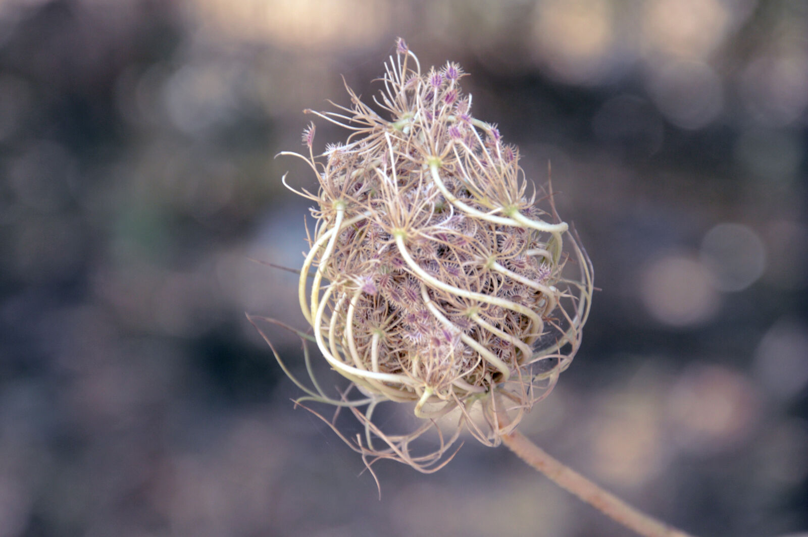 Nikon D3200 sample photo. Blur, colours, flower, macro photography