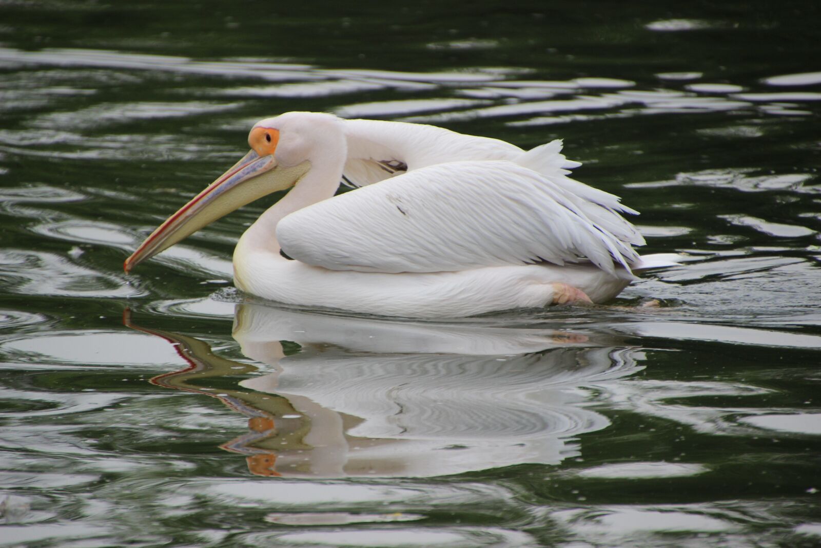Canon EOS 600D (Rebel EOS T3i / EOS Kiss X5) sample photo. Pelican, bird, animal photography