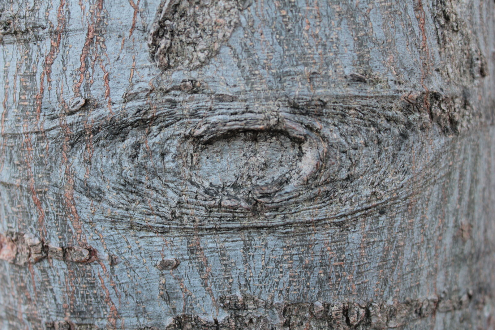 Canon EOS 550D (EOS Rebel T2i / EOS Kiss X4) sample photo. Texture, tree, tree, knot photography