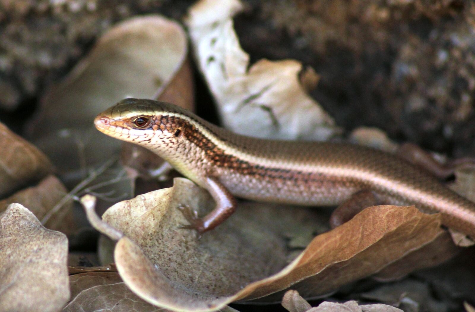 Canon EOS 550D (EOS Rebel T2i / EOS Kiss X4) sample photo. Reptile, lizard, brown, animal photography