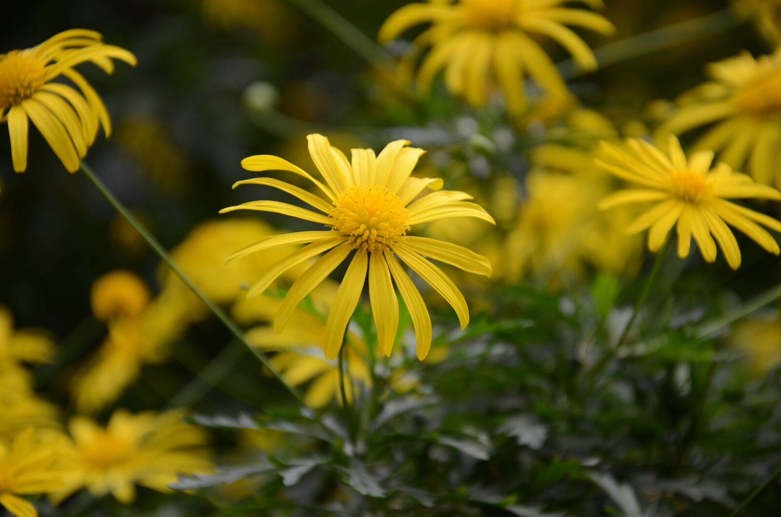 Nikon D7000 sample photo. Flower, the leaves, spike photography