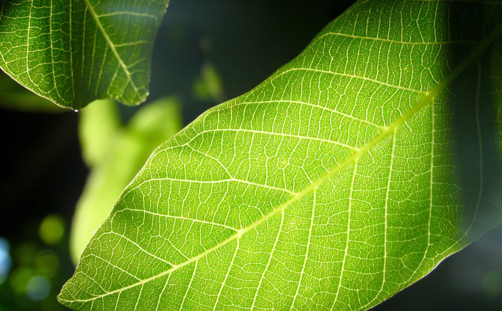 Canon PowerShot SX520 HS sample photo. Leaf, tree, green photography
