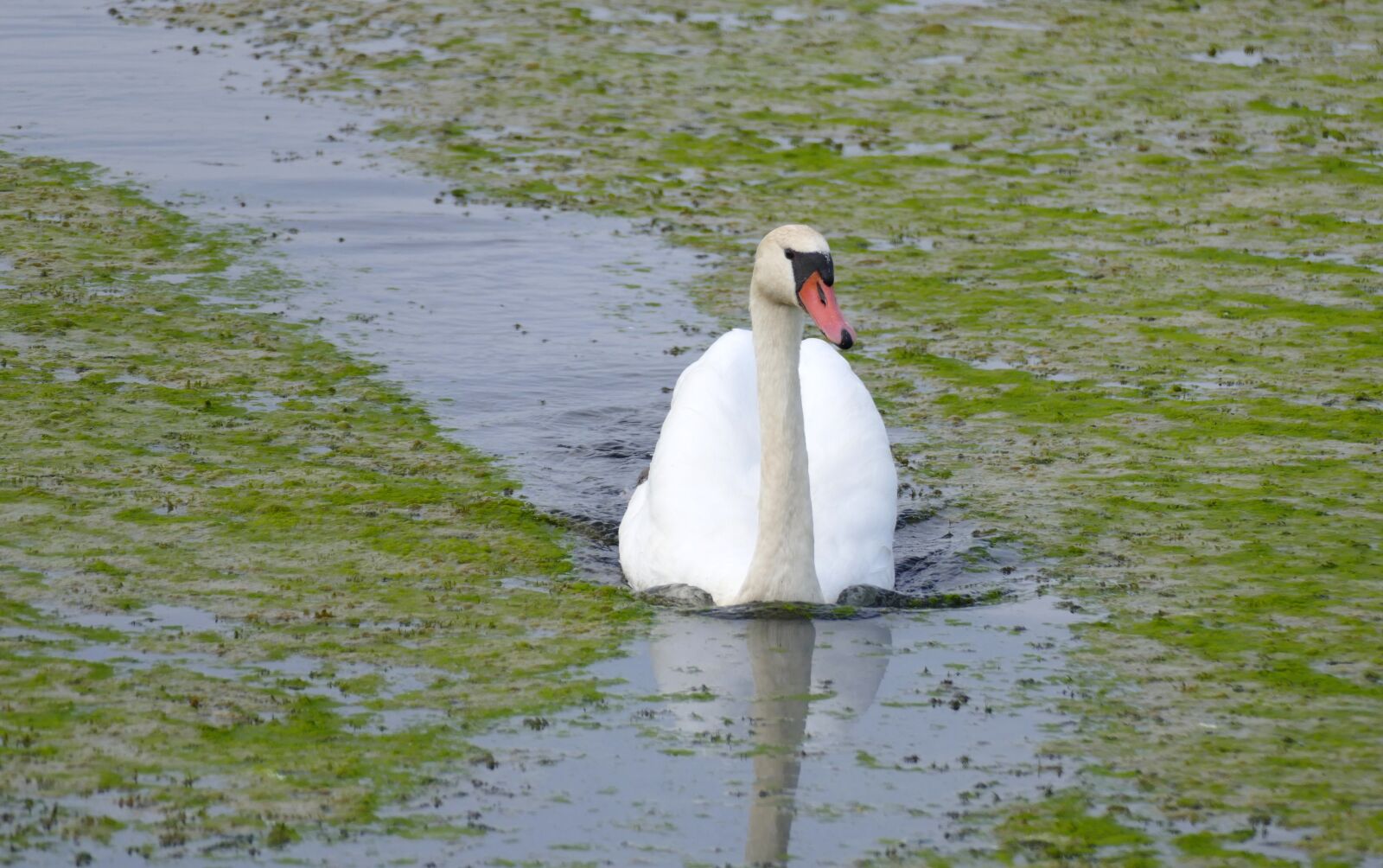 Panasonic Lumix DMC-FZ1000 sample photo. Swan, spring lake, autumn photography