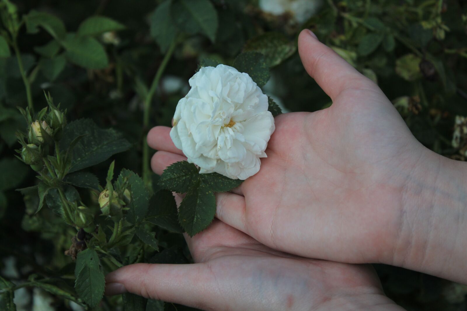 Canon EOS 1300D (EOS Rebel T6 / EOS Kiss X80) sample photo. Flower, rose, white rose photography