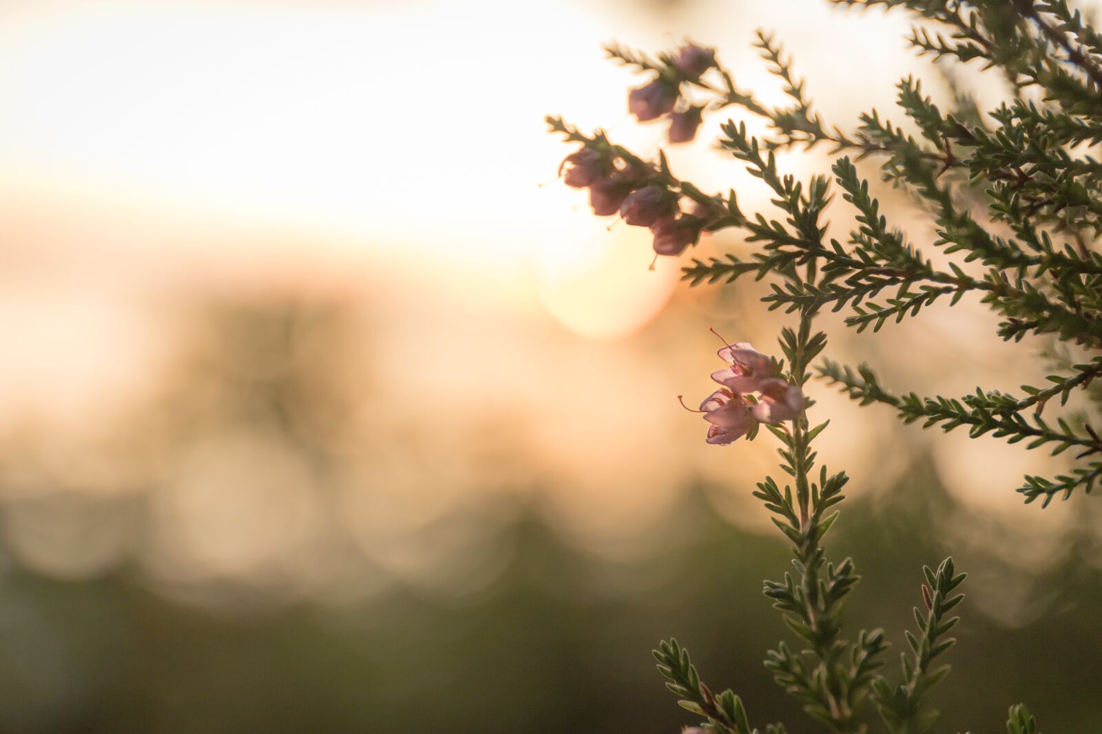 Canon EF 24-70mm F4L IS USM sample photo. Heather, sun, sunset photography