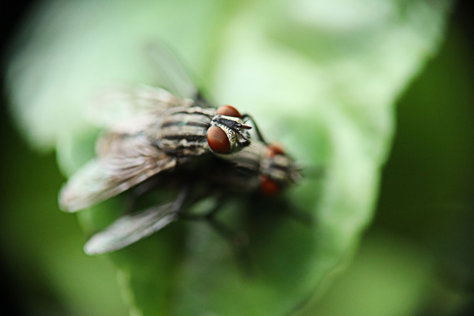Canon EOS M50 (EOS Kiss M) sample photo. Fly domestic, dipteran braqu photography