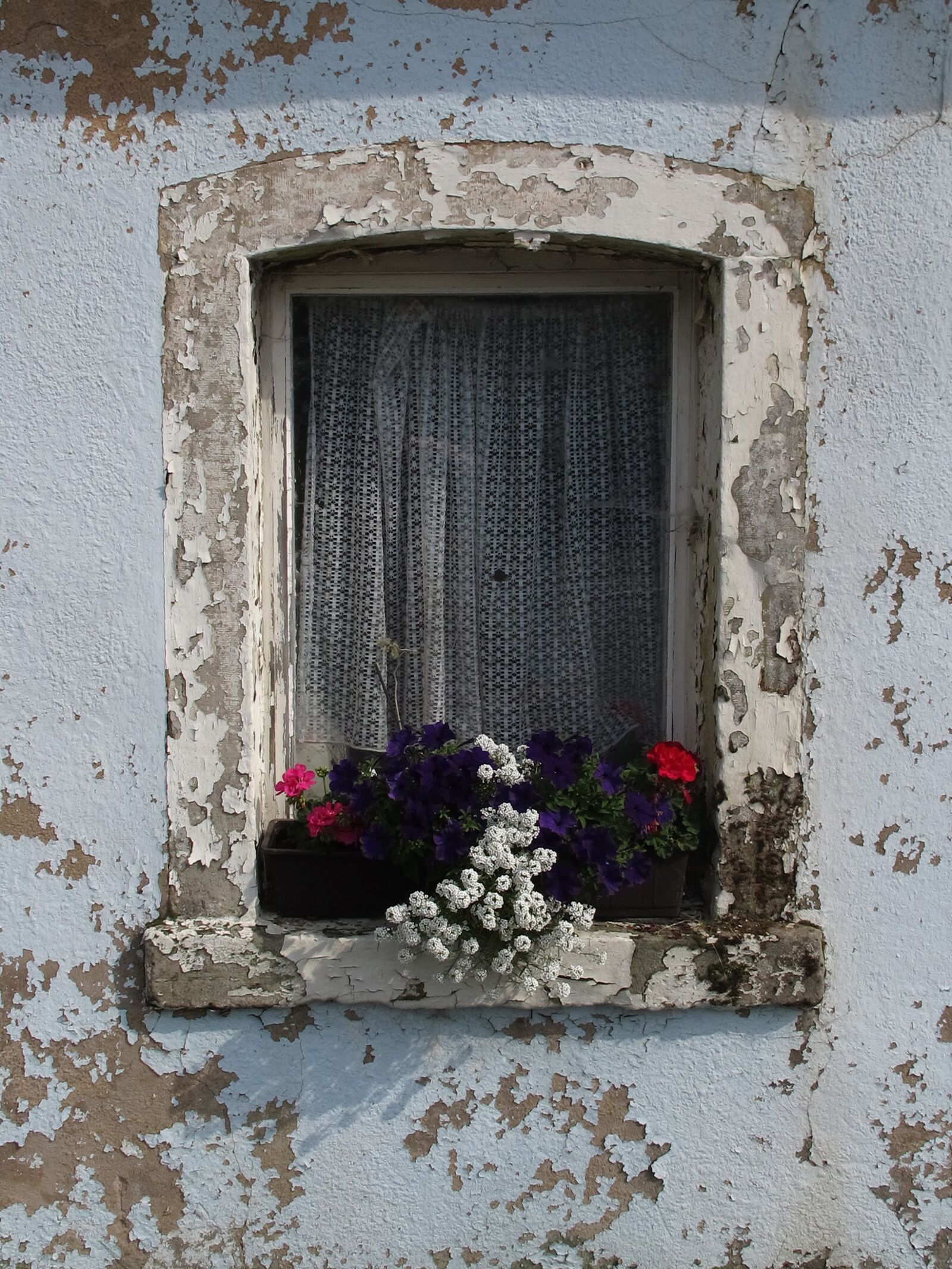 Canon PowerShot G12 sample photo. Window, flower, old window photography