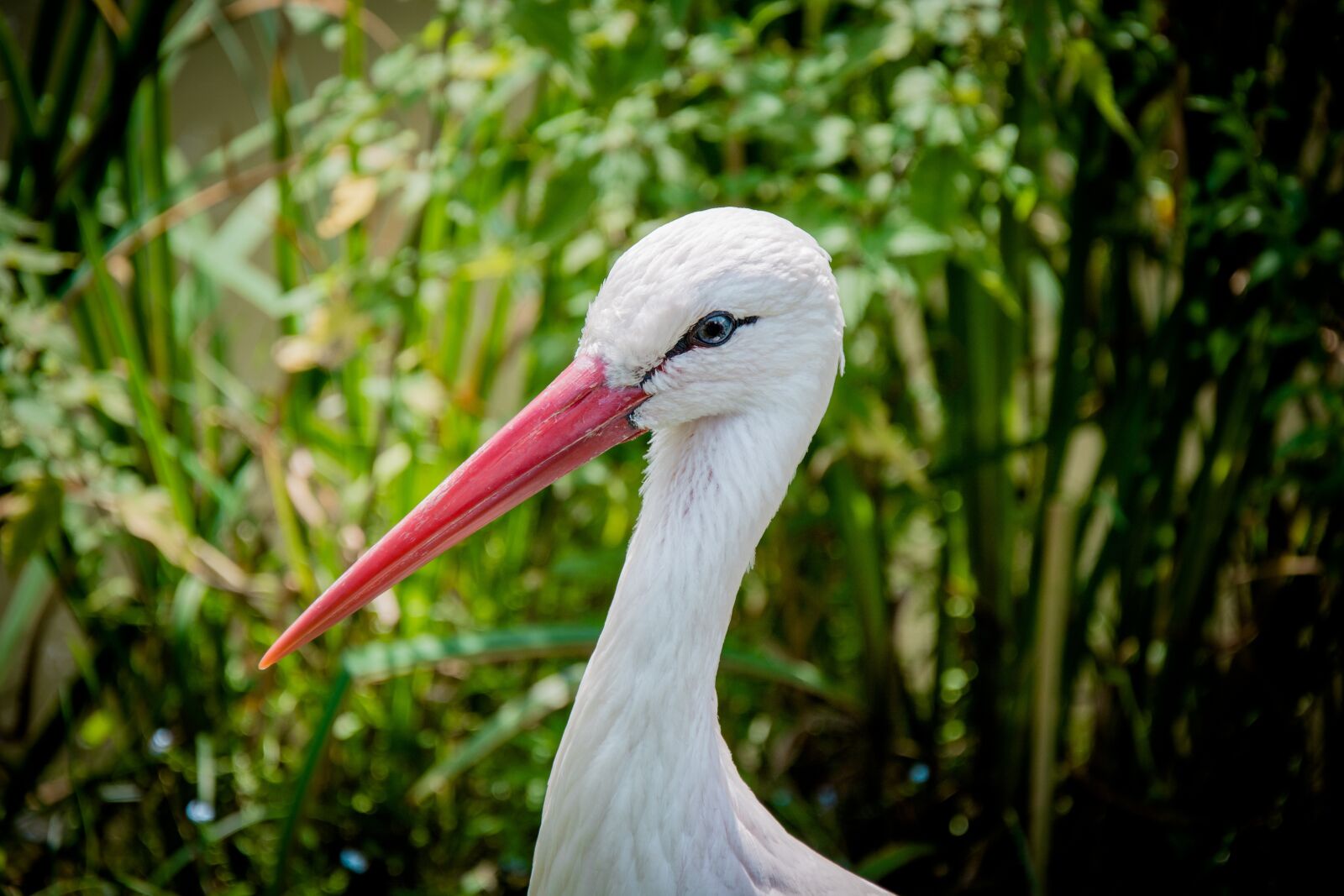 Nikon D7100 sample photo. White stork, eastern, head photography