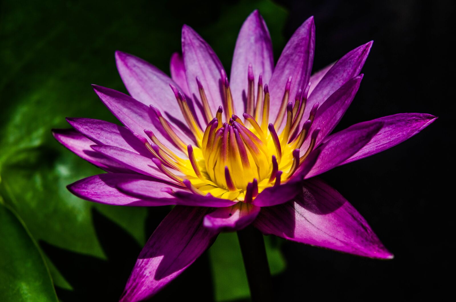 Nikon D7000 sample photo. Water lily, purple, flower photography