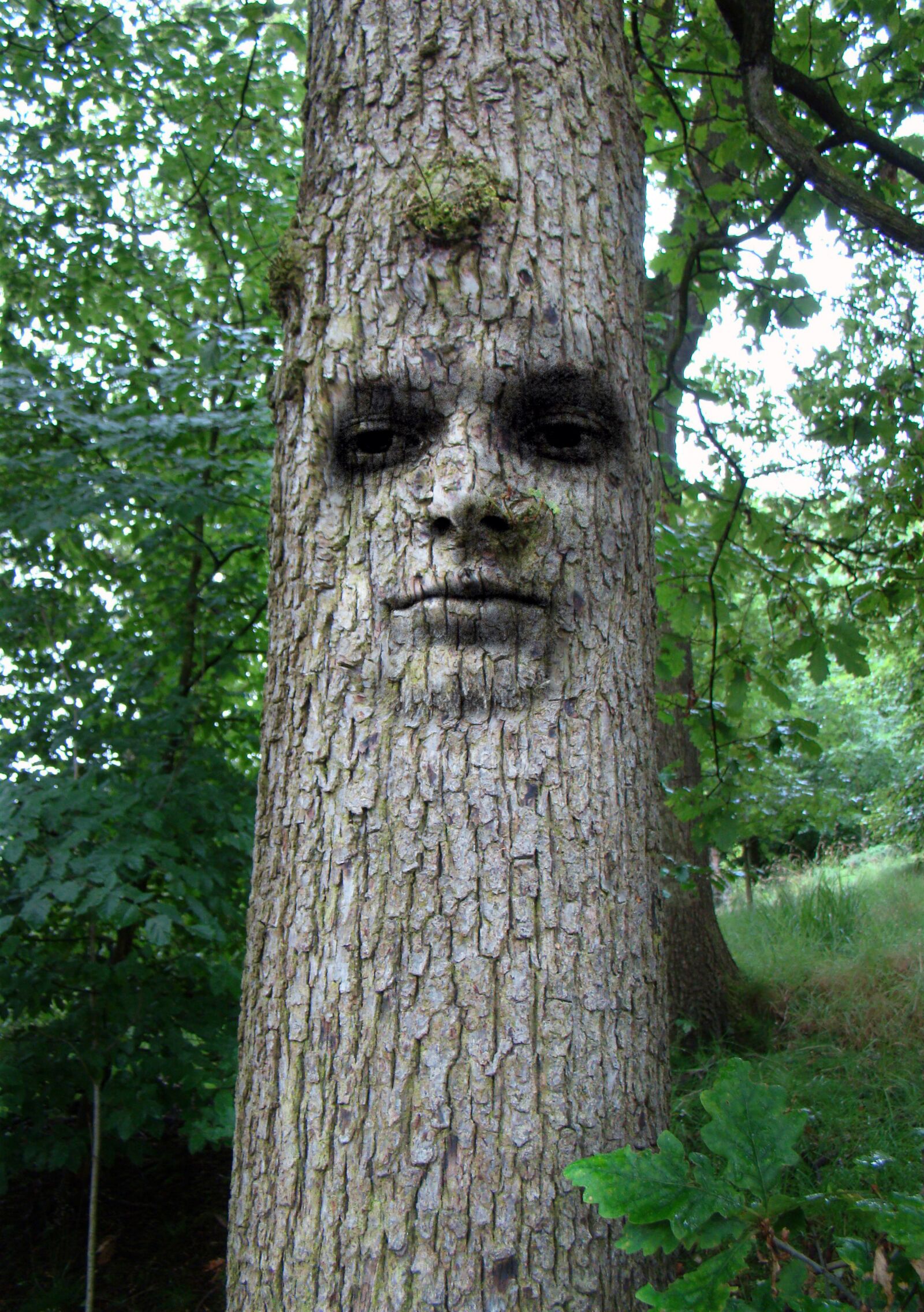 Nikon D3100 sample photo. Tree, man, face photography