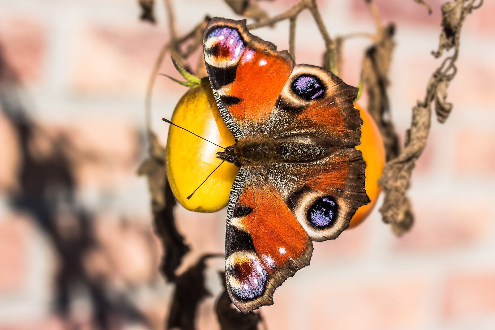 Canon EOS 650D (EOS Rebel T4i / EOS Kiss X6i) sample photo. Peacock butterfly, peacock, butterfly photography