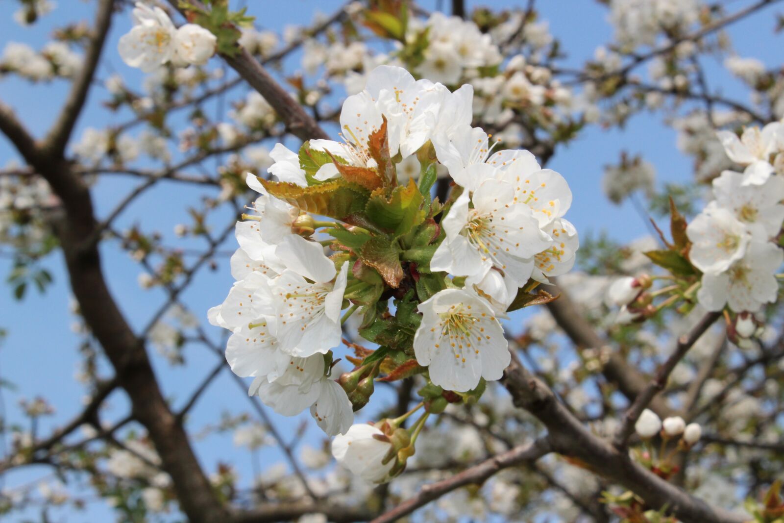 Canon EOS 600D (Rebel EOS T3i / EOS Kiss X5) sample photo. Tree, blossom, bloom photography