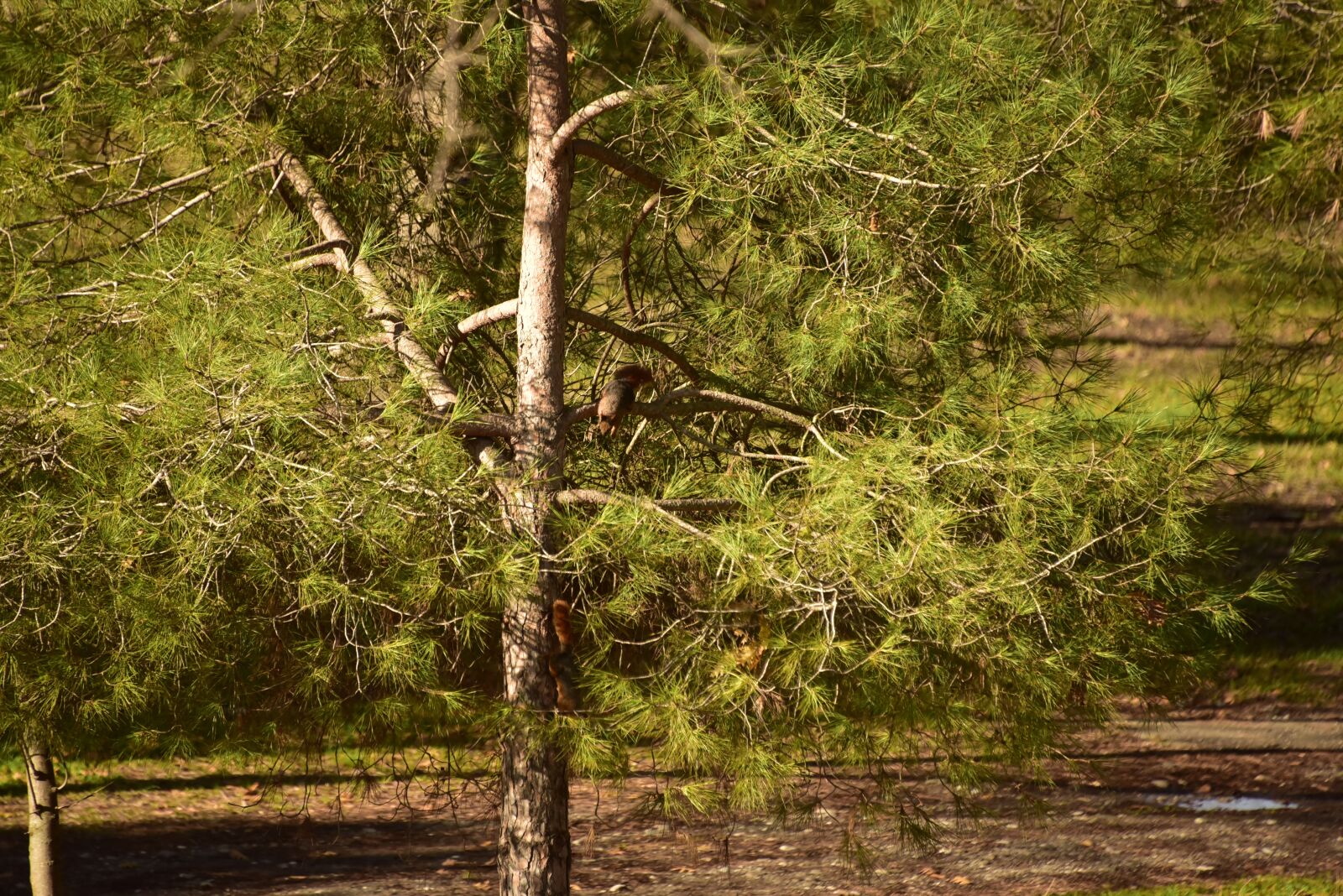 Nikon D750 sample photo. Pine, nature, forest photography