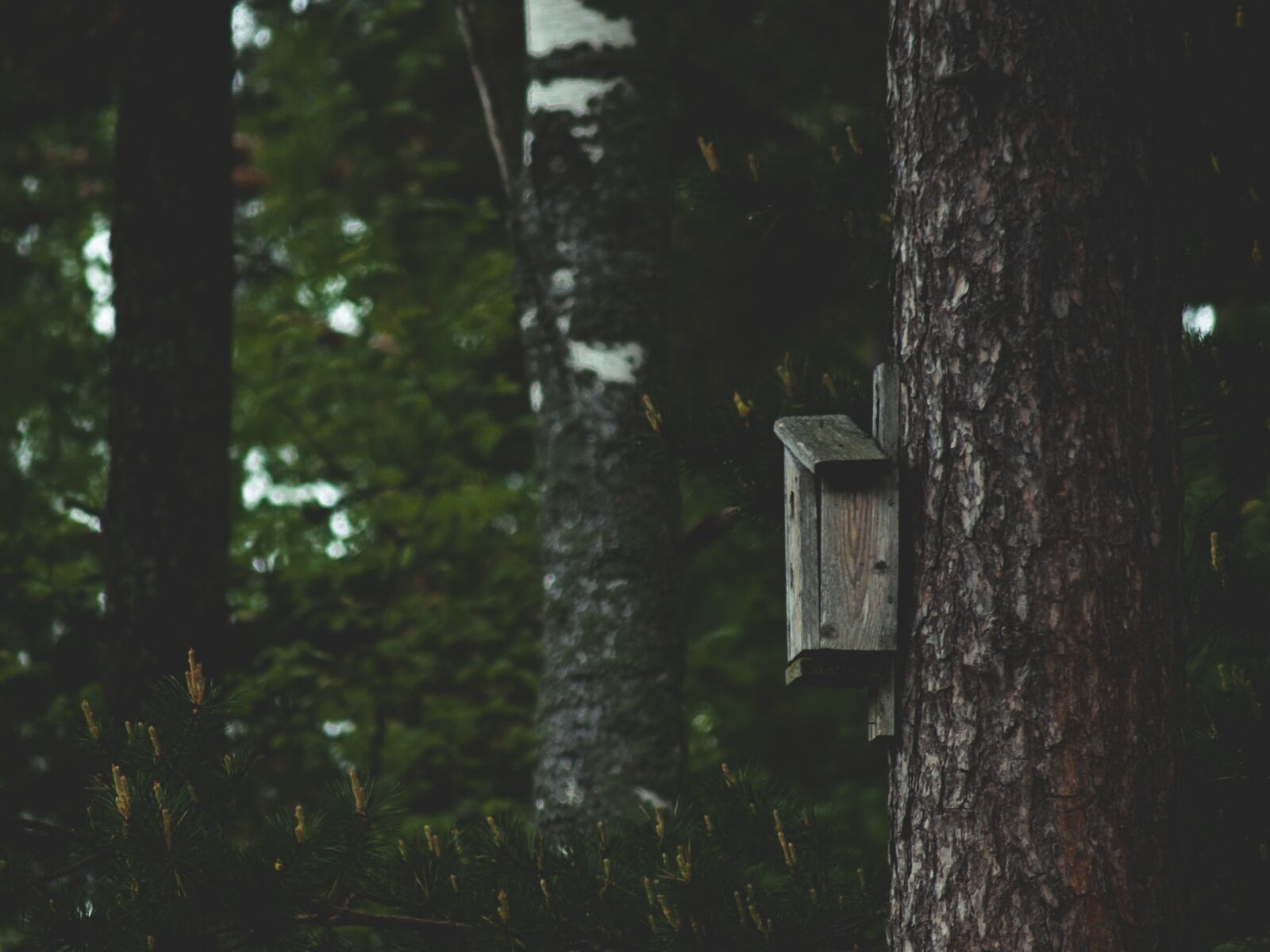 Olympus E-330 (EVOLT E-330) sample photo. Birdhouse, tree, forest photography