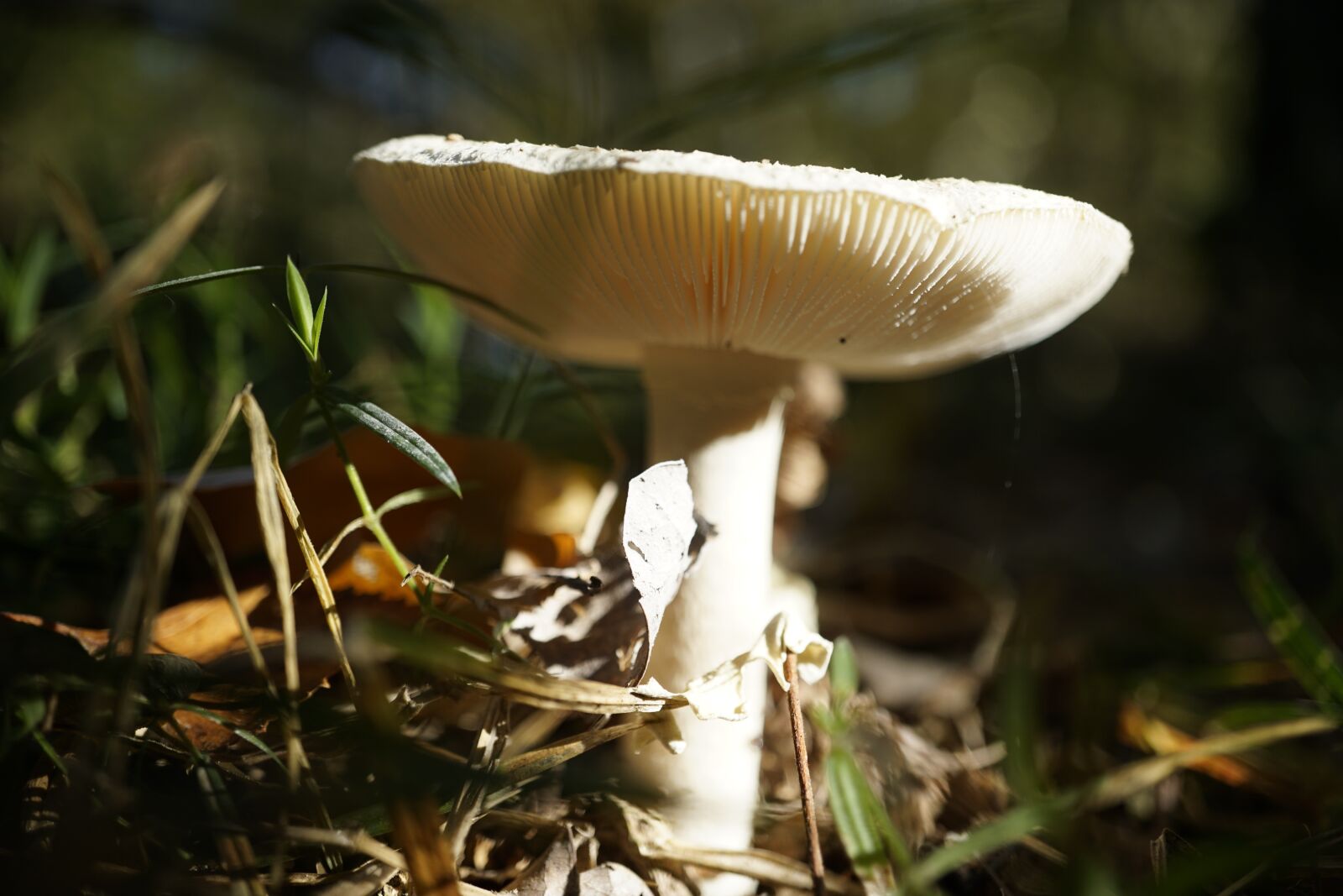 Sony E 30mm F3.5 Macro sample photo. Mushroom, autumn, moss photography