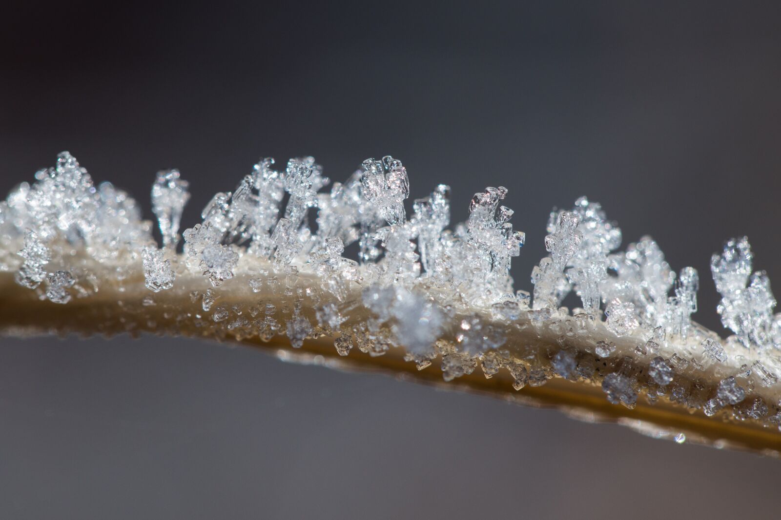 Sony a7R II + Sony DT 50mm F1.8 SAM sample photo. Ice, crystals, winter photography