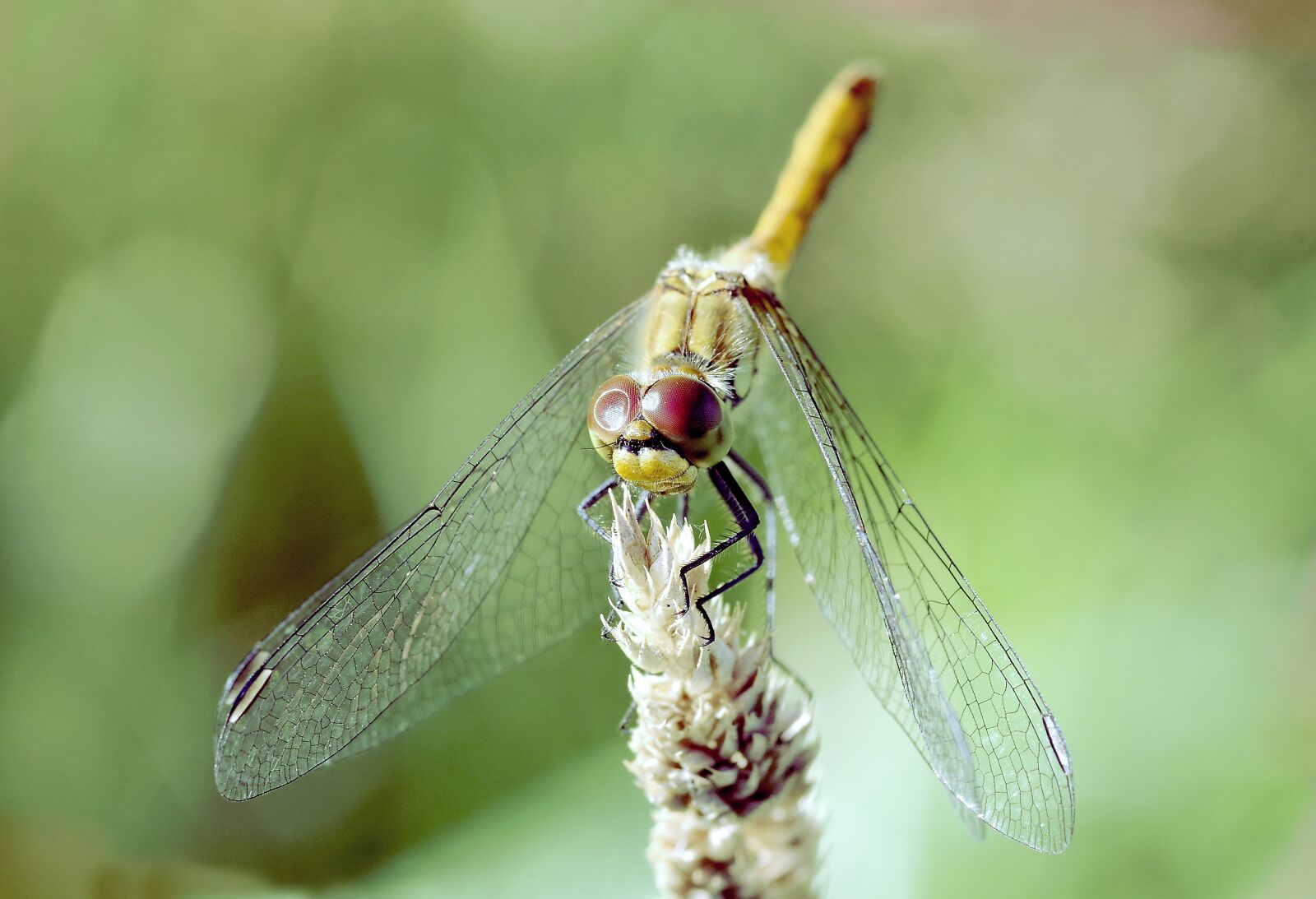 Pentax K-S2 sample photo. Wa ka, insect, dragonflies photography