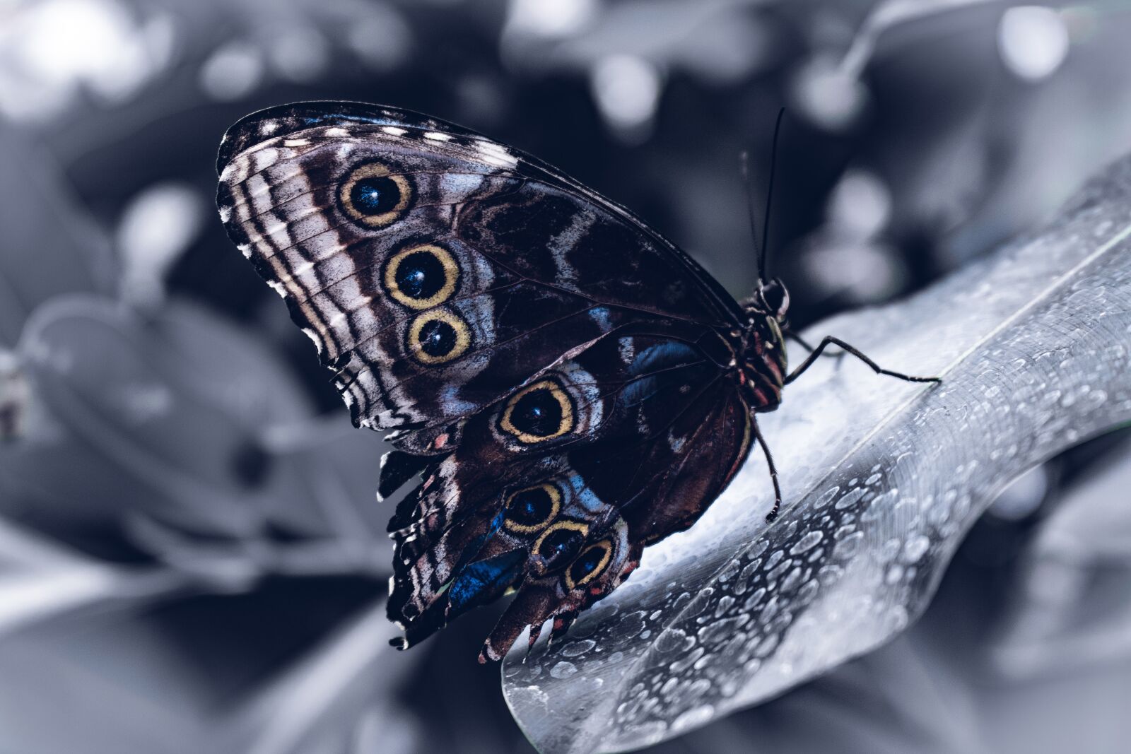 Canon EOS 750D (EOS Rebel T6i / EOS Kiss X8i) sample photo. Butterfly, ice, black photography