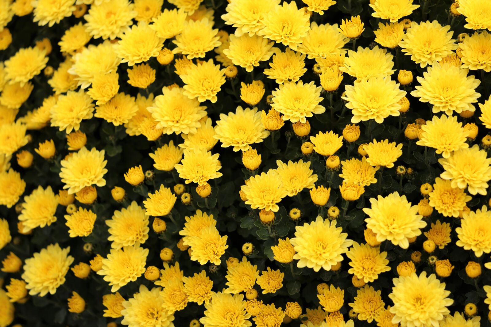 Canon EF 70-300 F4-5.6 IS II USM sample photo. Yellow crysanthemum, flower, plant photography