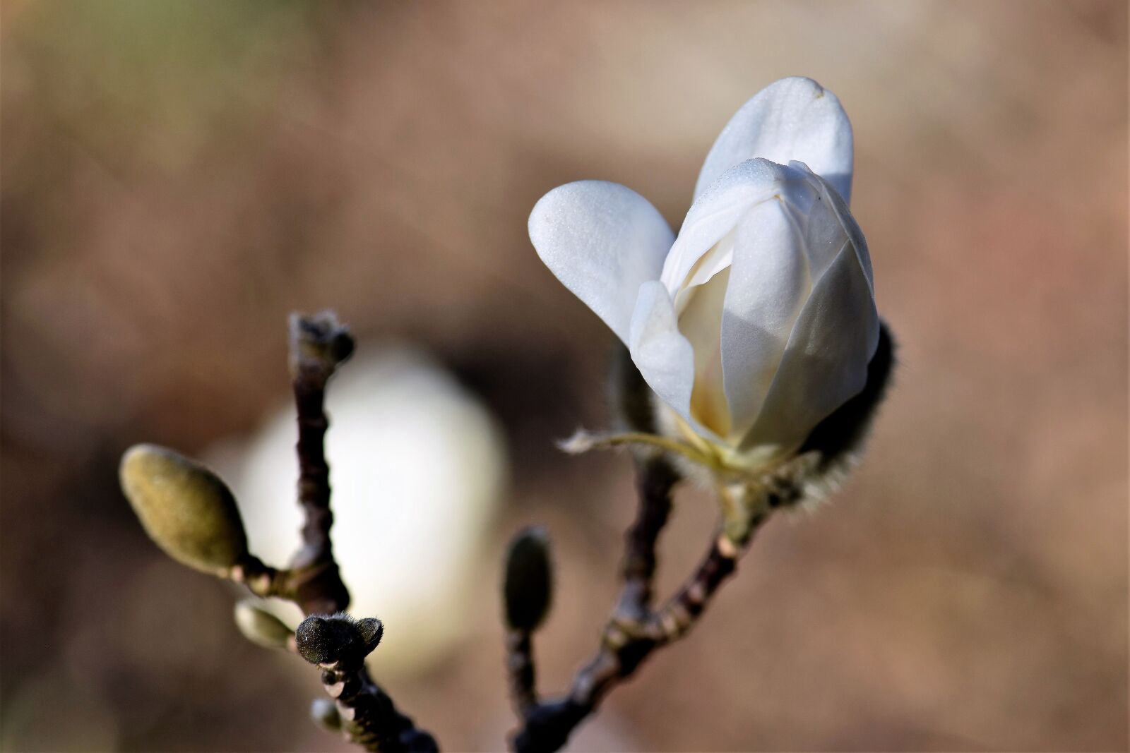 Nikon D5500 sample photo. Magnolia, blossom, bloom photography