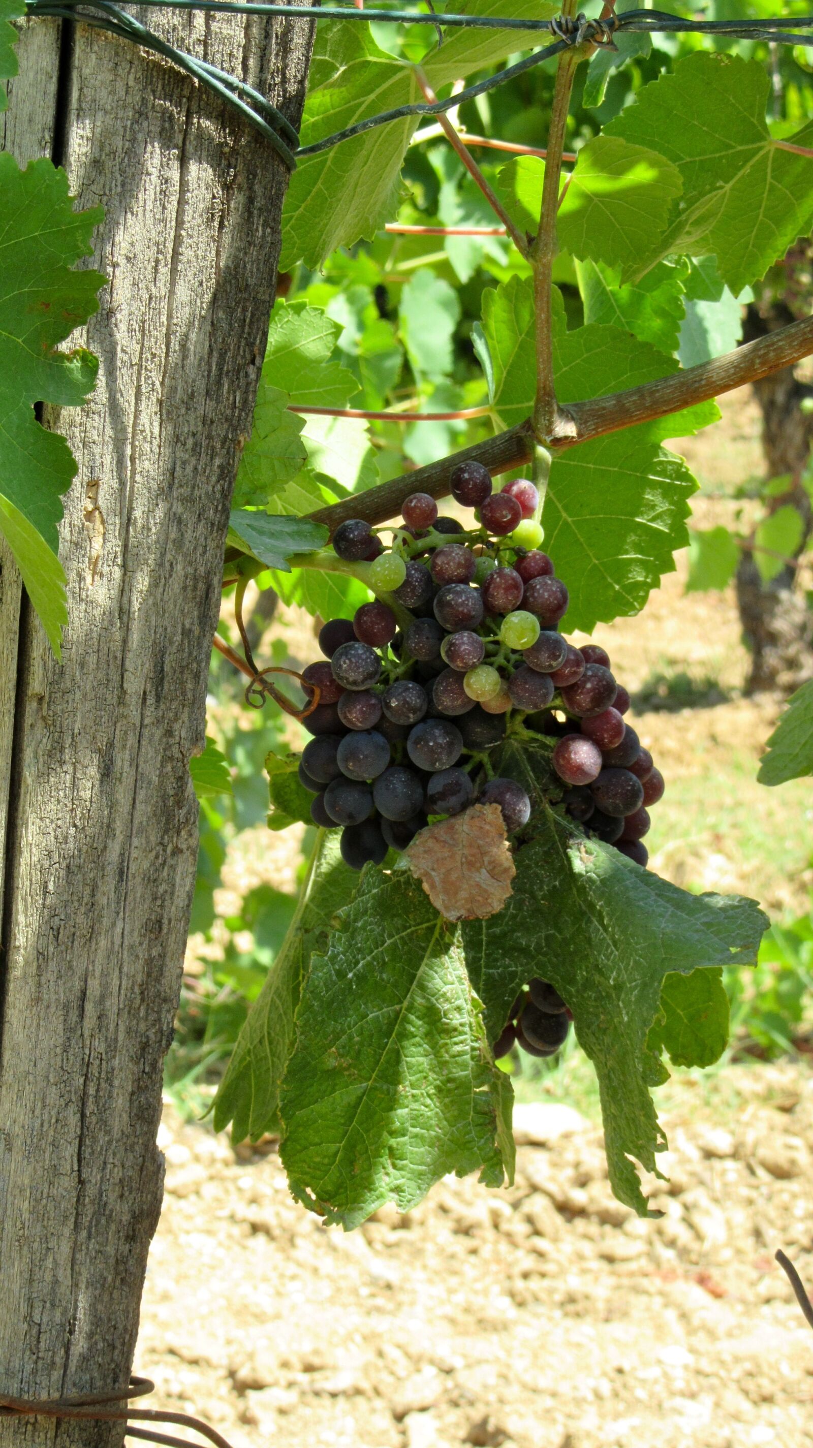 Canon PowerShot SX610 HS sample photo. Wine, provence, grape photography