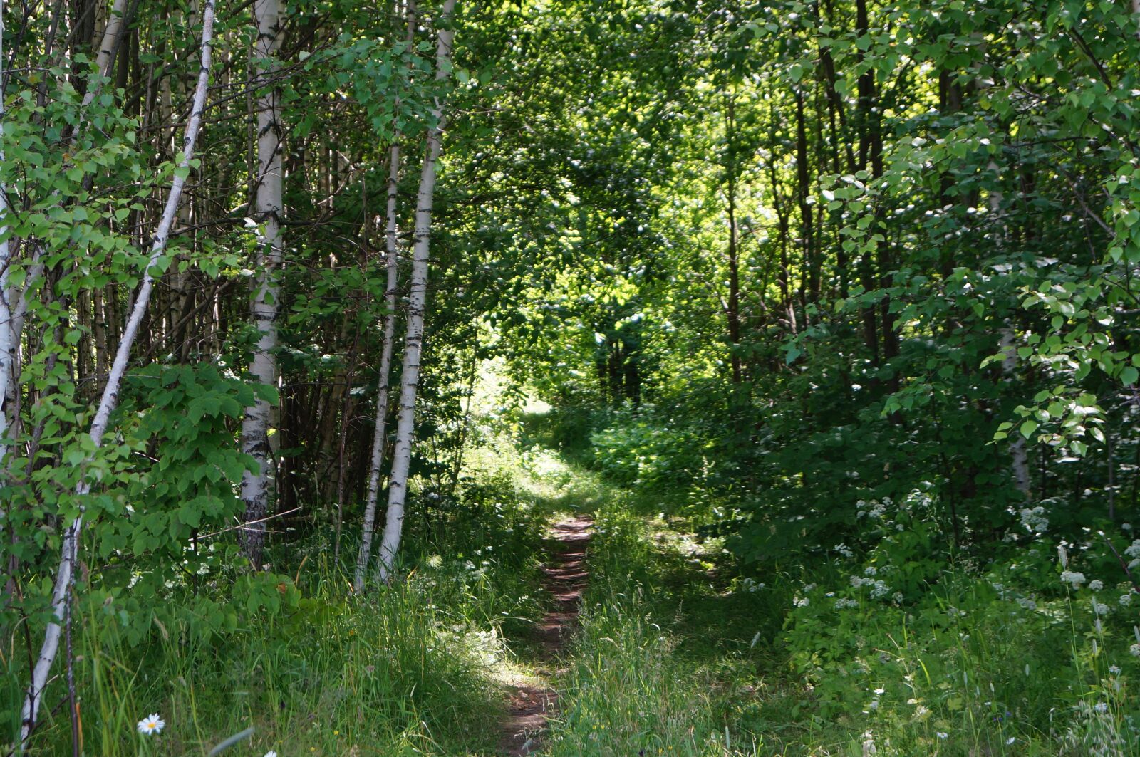 Sony SLT-A57 sample photo. Forest, silence, nature photography