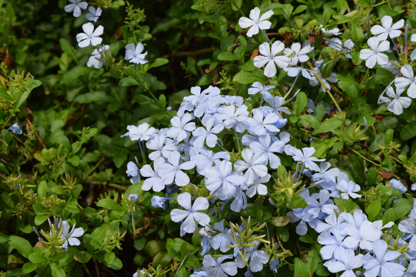 Nikon D3300 sample photo. Flowers, india, wildflower photography