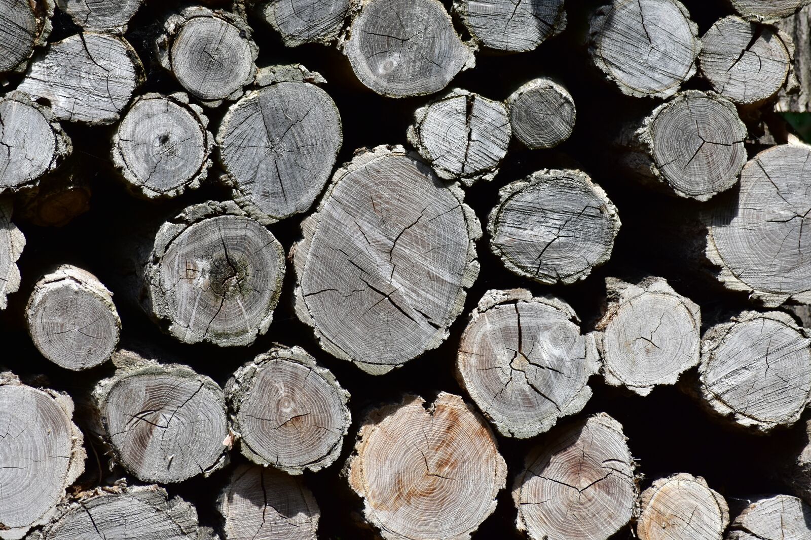 Nikon D7200 sample photo. Woodpile, forest, trunks photography