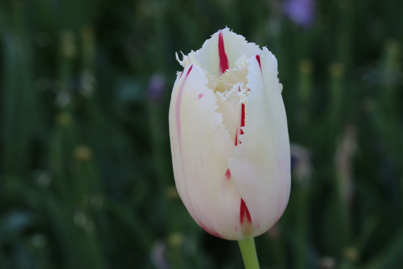 Canon EOS 70D + Canon EF 100mm F2.8 Macro USM sample photo. Tulips, white, pink photography