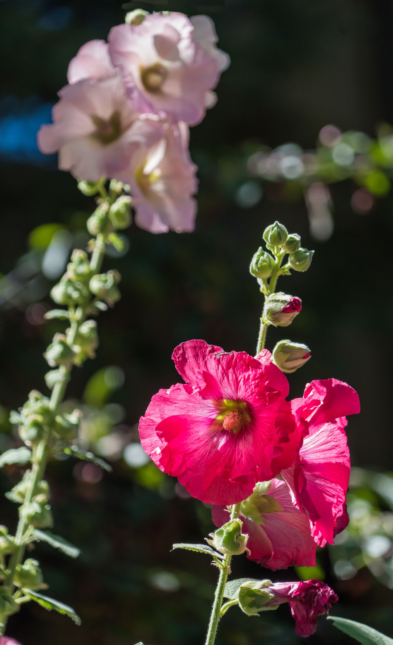 Sony a7R II + Sony FE 24-240mm F3.5-6.3 OSS sample photo. Flowers, lupine, close up photography