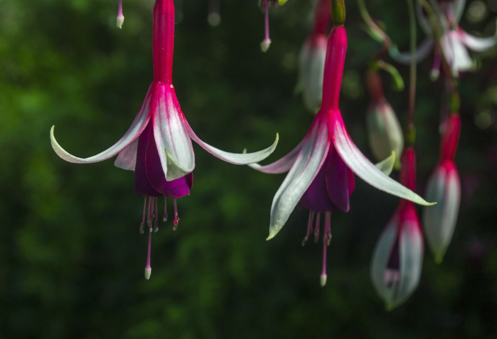 Nikon D3200 sample photo. Fuchsia, flower, blossom photography