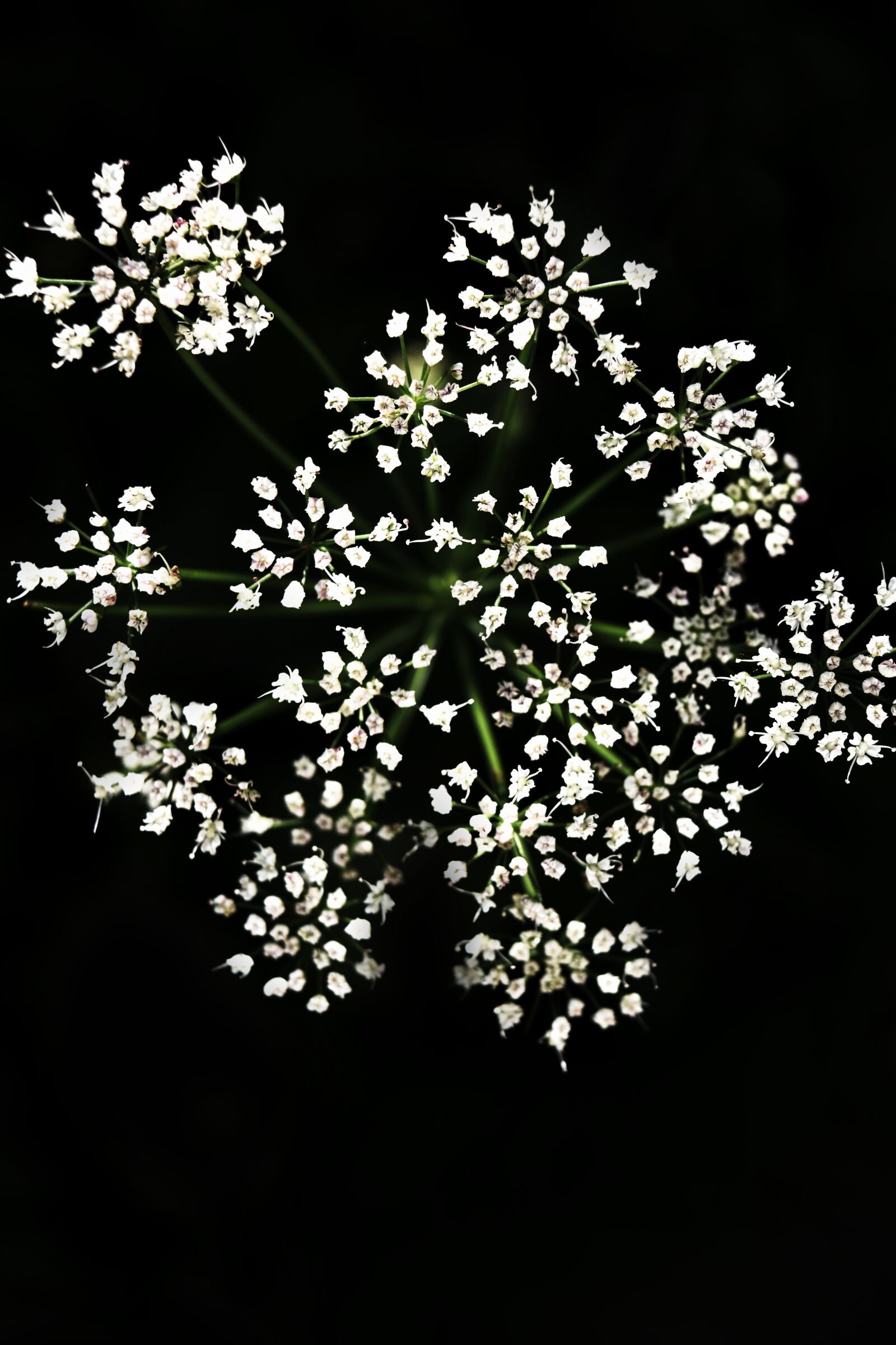 Nikon D3300 sample photo. Flower, black, macro photography